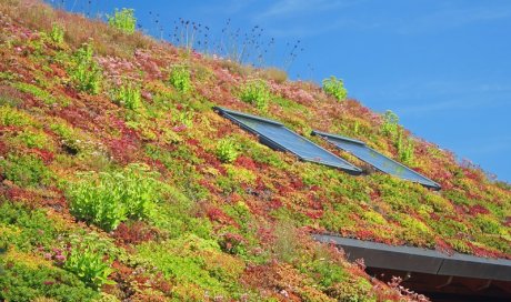 Entreprise pour la création d'un toit végétal pour une bonne étanchéité Vienne